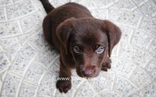 2025年雪纳瑞迷你犬价格会上涨吗 2025年雪纳瑞迷你犬价格会上涨吗