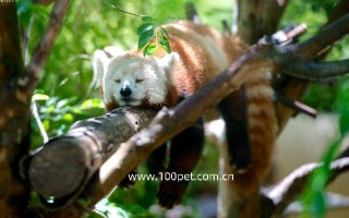 变异蓝舌石龙子为何成为2025年爬宠界的新宠 变异蓝舌石龙子为何成为2025年爬宠界的新宠