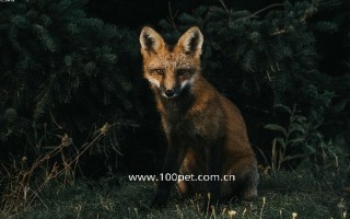 江门贵宾犬：品种特点、饲养建议与市场行情